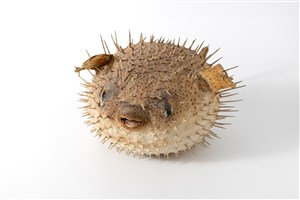 Image description is not available for 2023.2.4